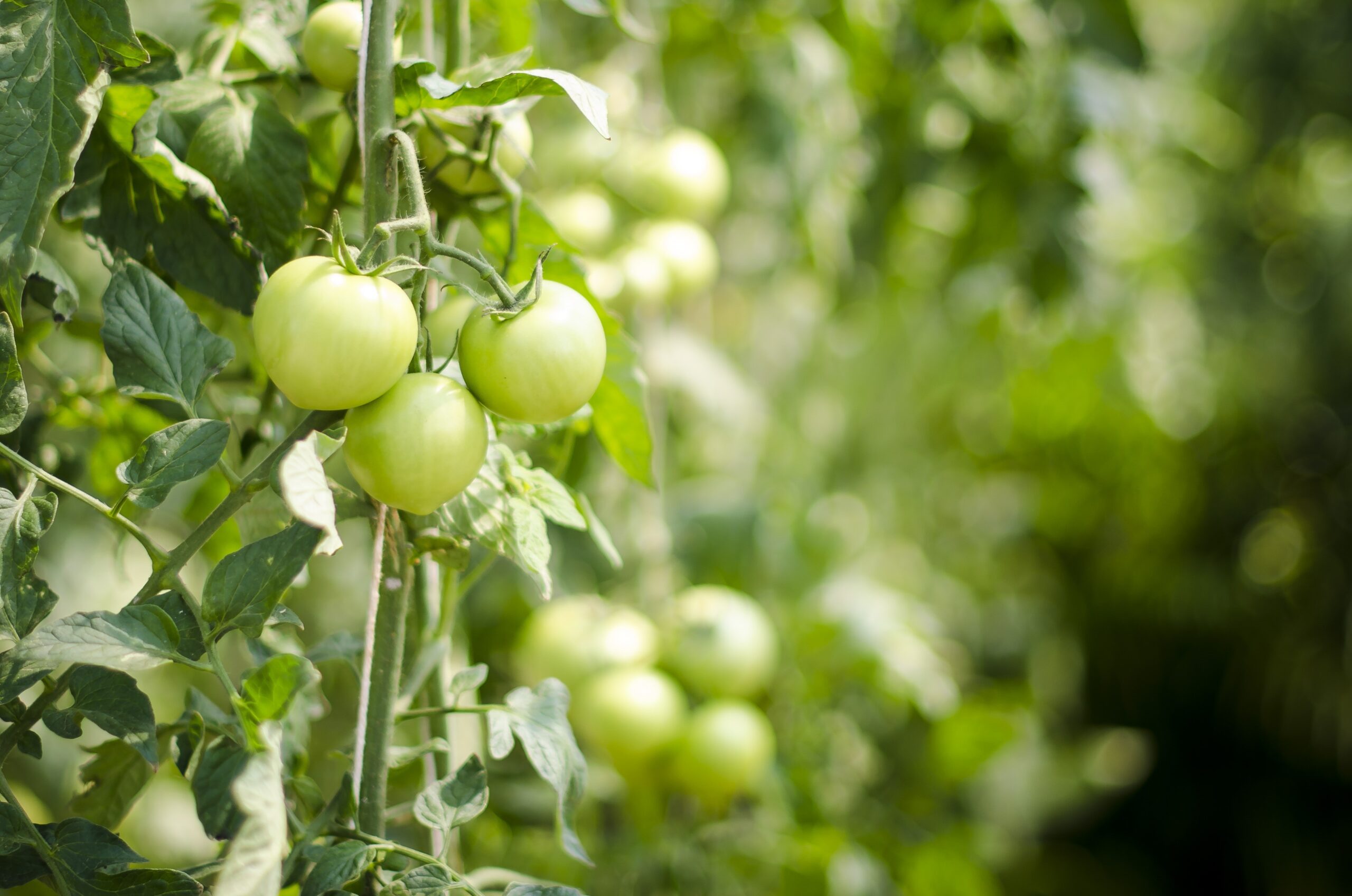 Tomato crop growing on plants – Organic agriculture