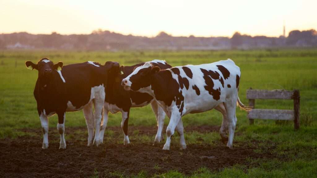 Dairy business opportunity with Aspagrow