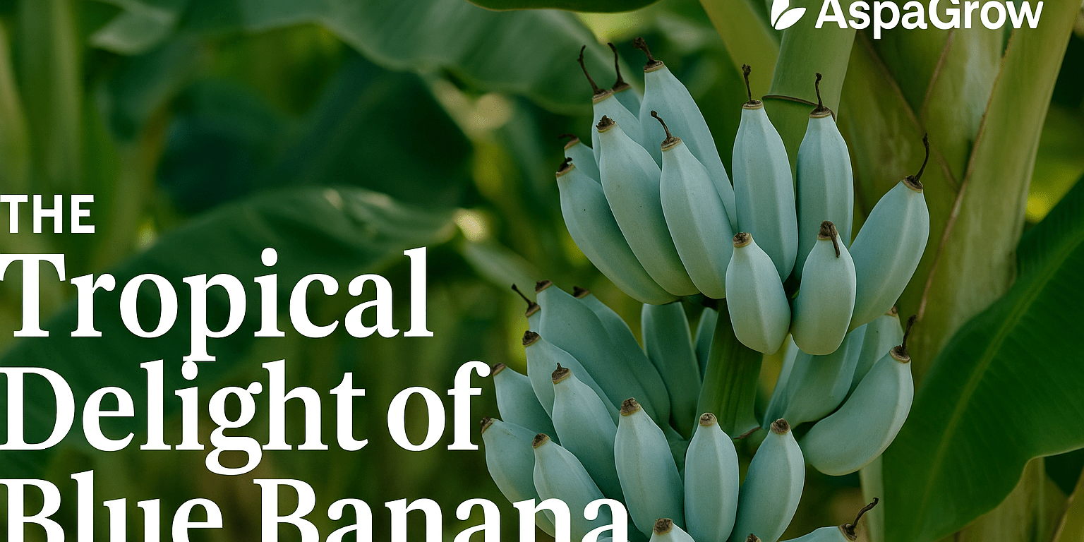 Blue Banana, also known as Blue Java Banana, displayed with its natural blue skin for AspaGrow’s tropical fruit guide.