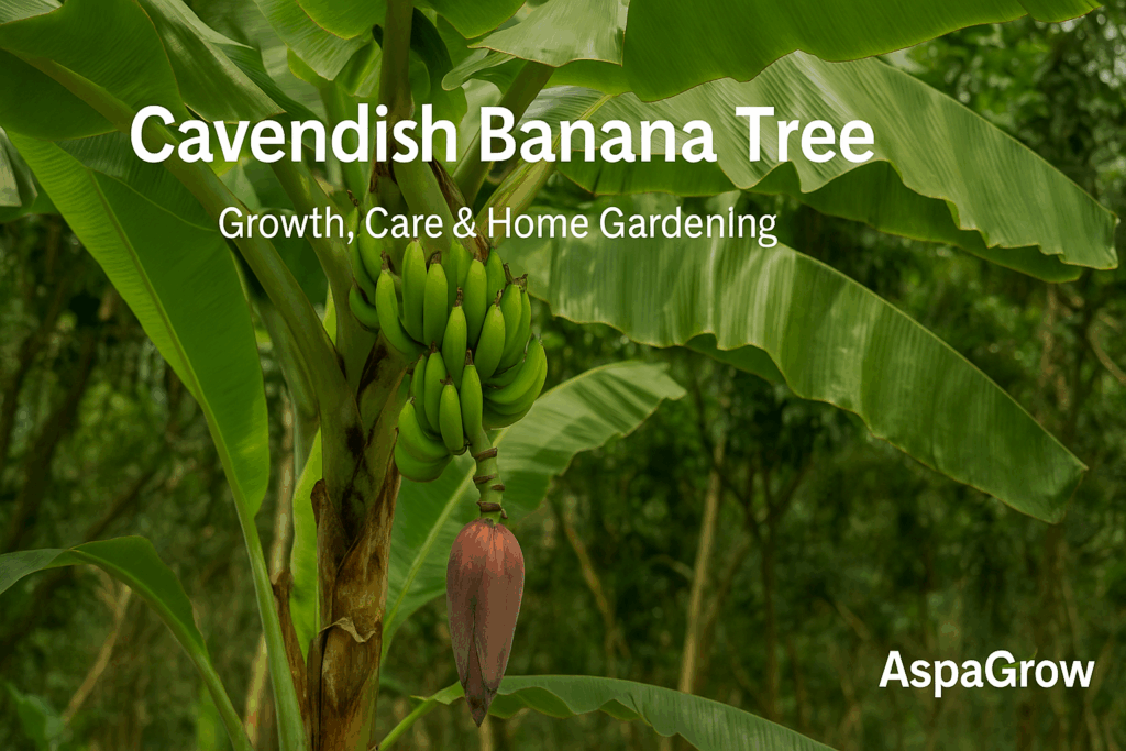 A Cavendish banana tree with large green leaves and a healthy bunch of bananas growing in a tropical garden, representing AspaGrow’s home gardening education.