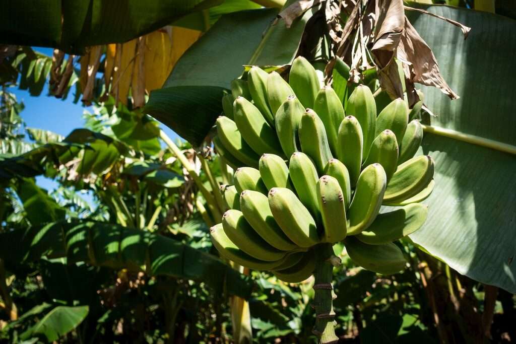 Banana crop cultivation in farmland – Healthy agriculture