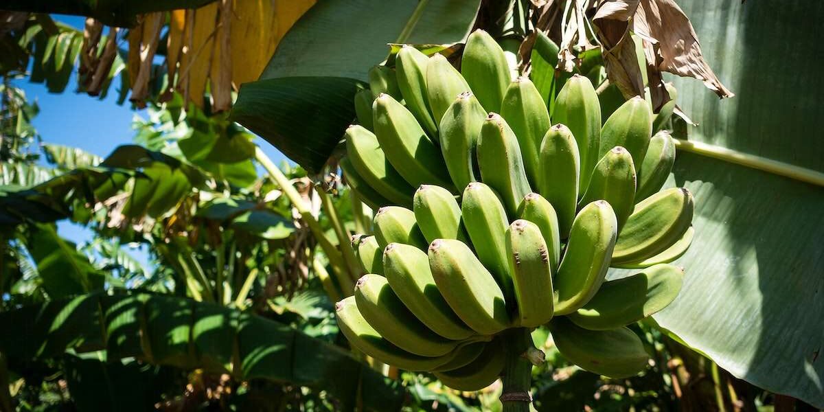 Banana crop cultivation in farmland – Healthy agriculture