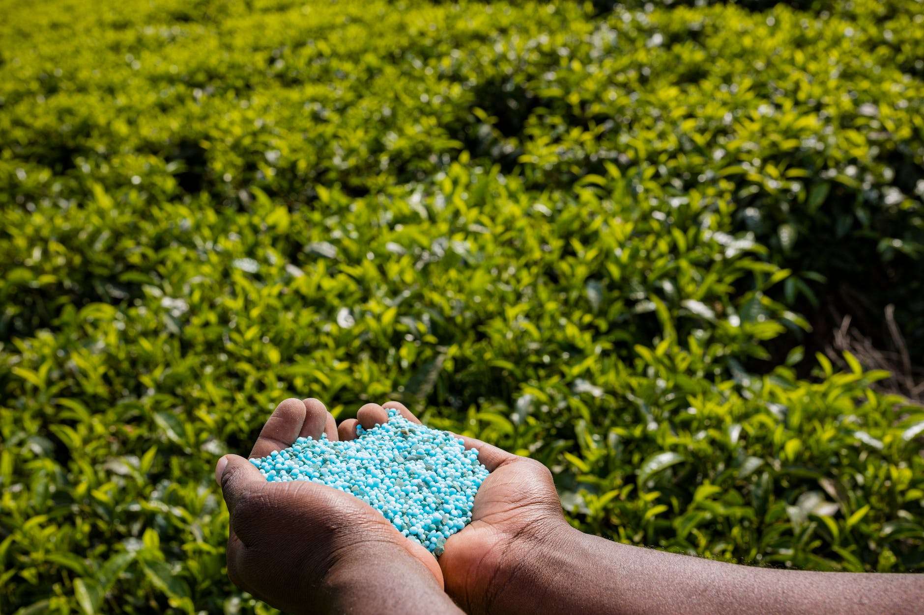 a person holding a bunch of blue grains of fertilizer