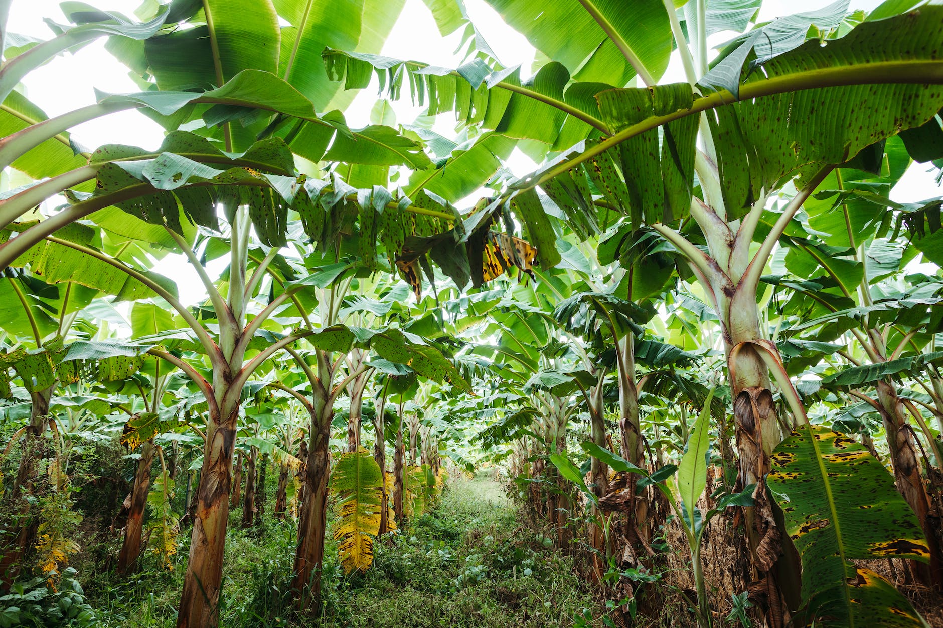 a banana plantation