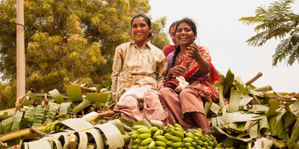 Banana Grower’s Handbook 2025: Secrets for High-Yield Farming