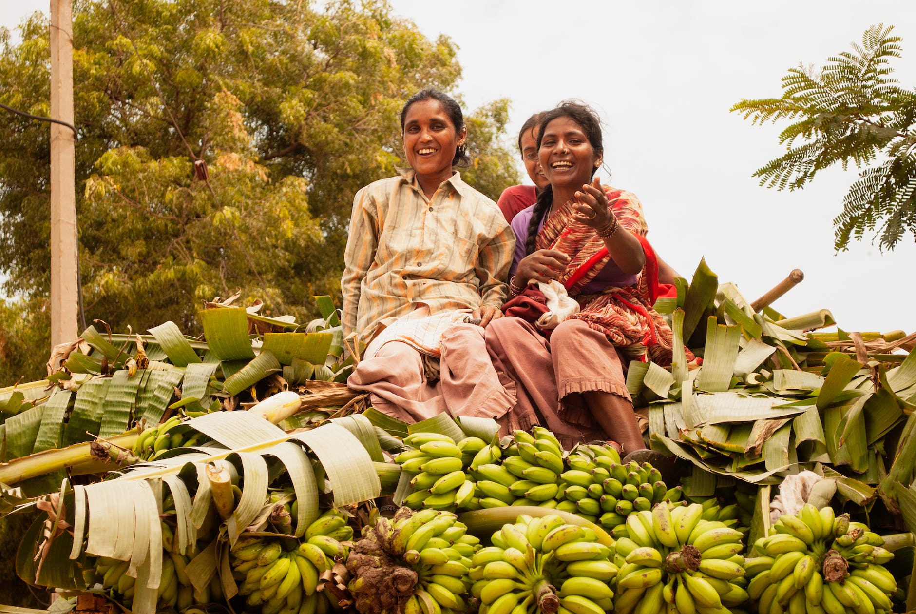 Agriculture-Banana-Farming-Banana-Farming-Fertilizer