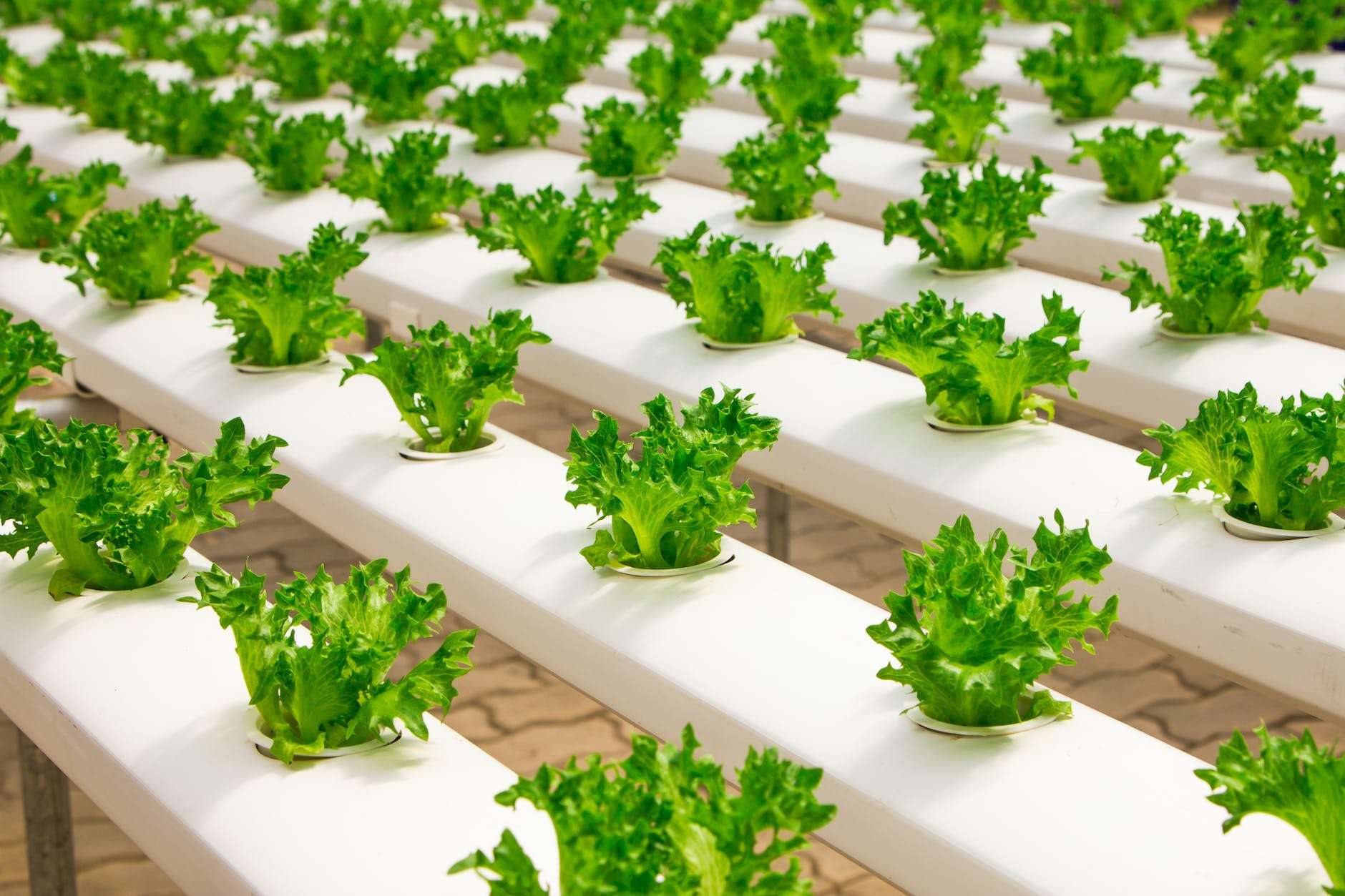 Hydroponic farming system with green plants – Agriculture Technology