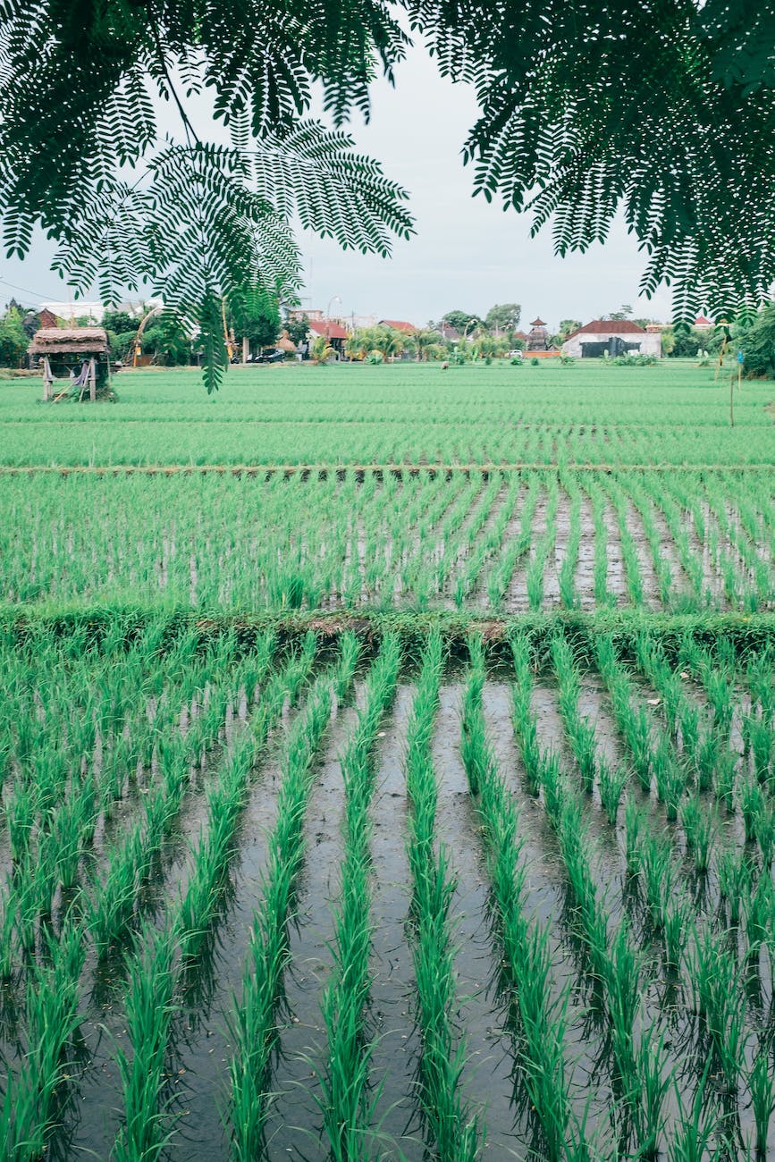 green plantation on countryside