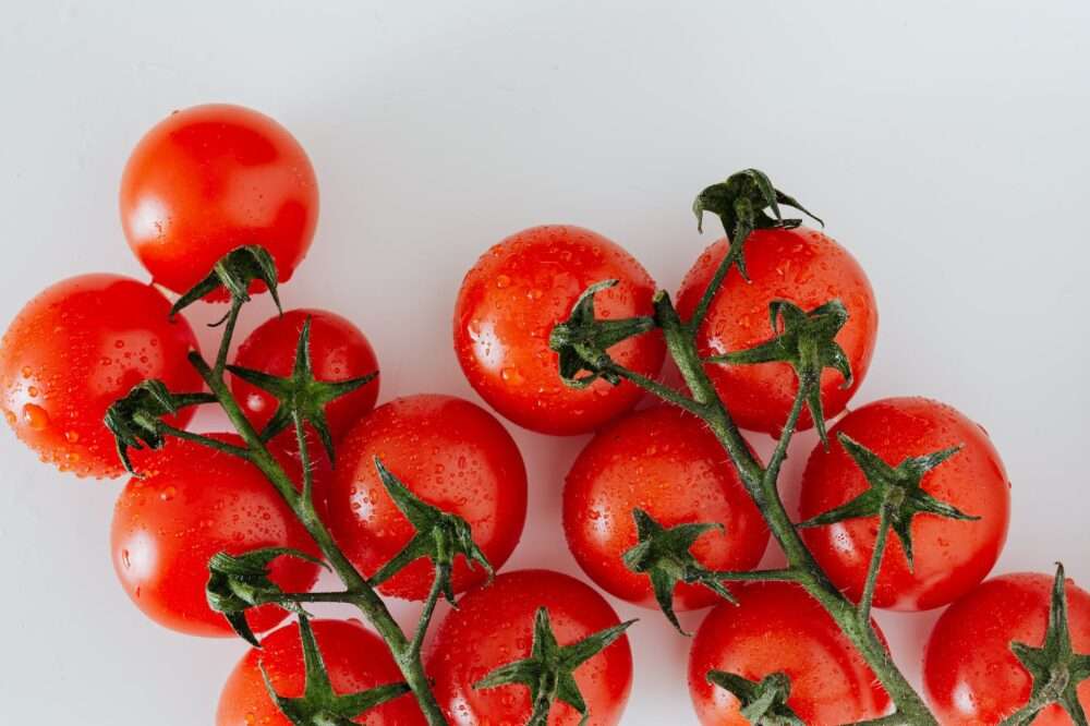 Fresh tomatoes on vine in backyard garden
