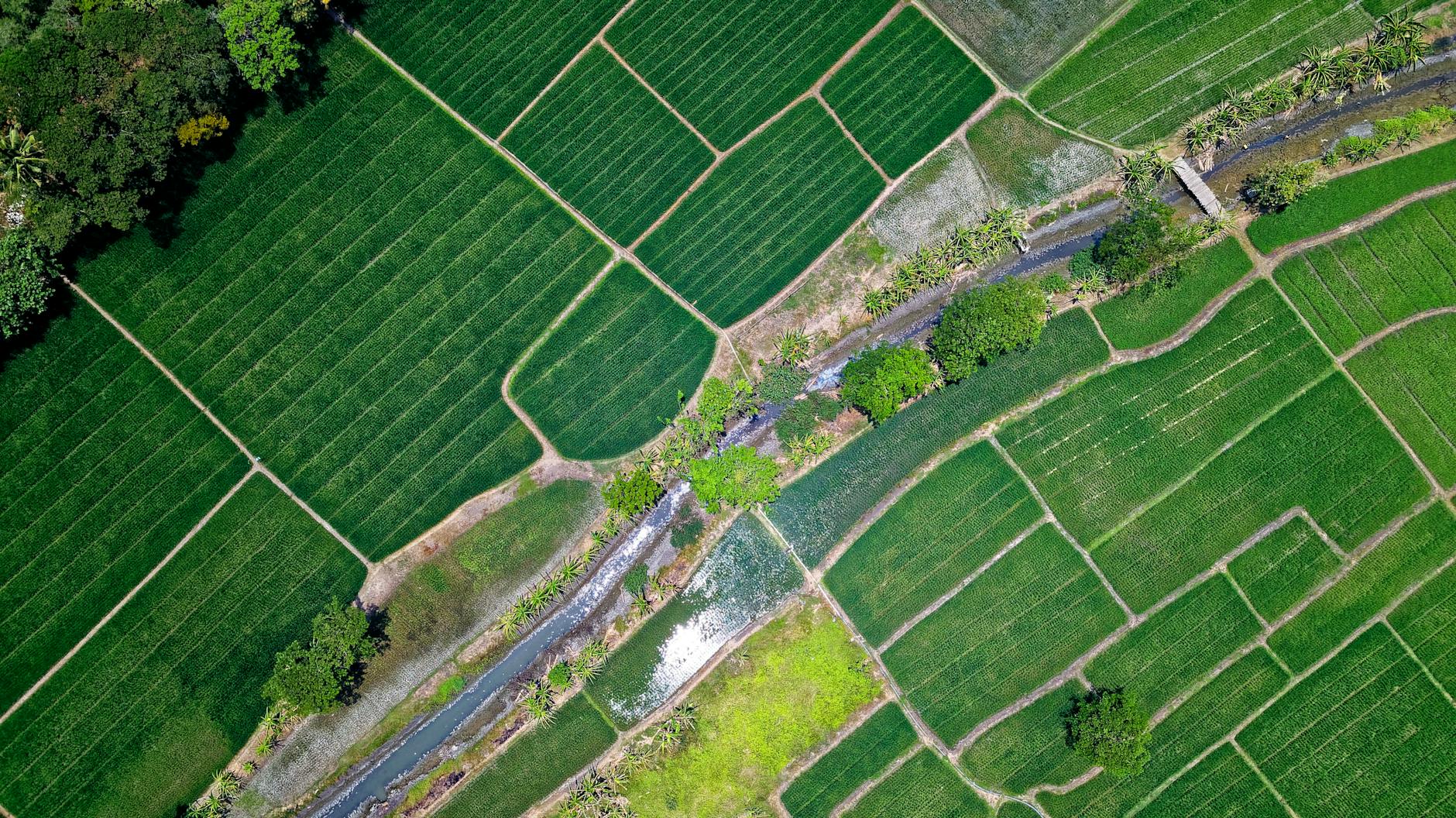 bird s eye view of river in middle of green fields