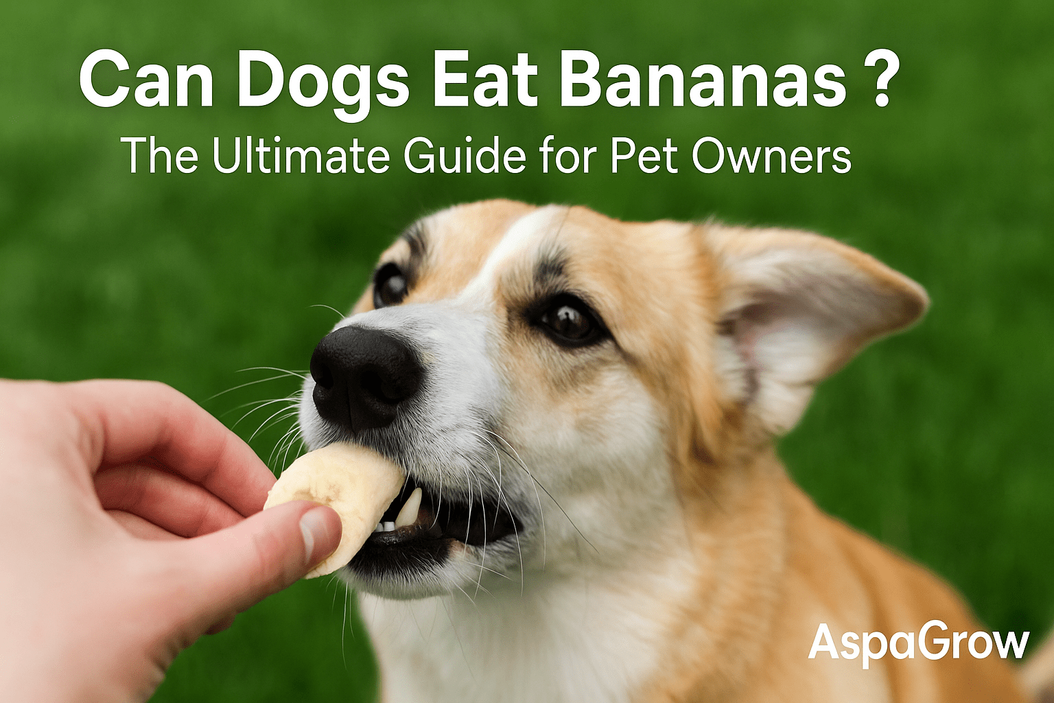 A happy dog eating a fresh banana slice, showing a safe and healthy treat option for pet owners.