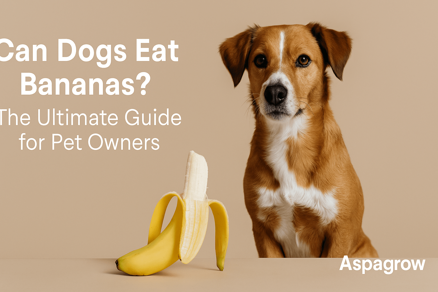 A happy dog eating a fresh banana slice, showing a safe and healthy treat option for pet owners.A happy dog eating a fresh banana slice, showing a safe and healthy treat option for pet owners.