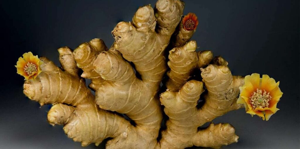 Farmer holding soil for ginger planting in backyard