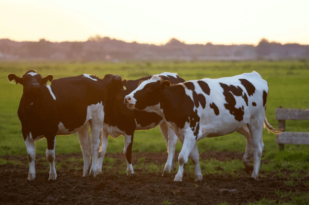Dairy cows grazing in field – Side business for farmers