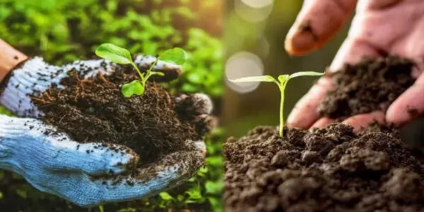 Healthy crops growing naturally using organic farming techniques