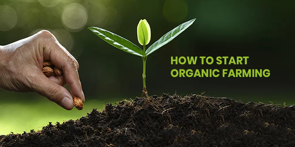 Healthy crops growing naturally using organic farming techniques