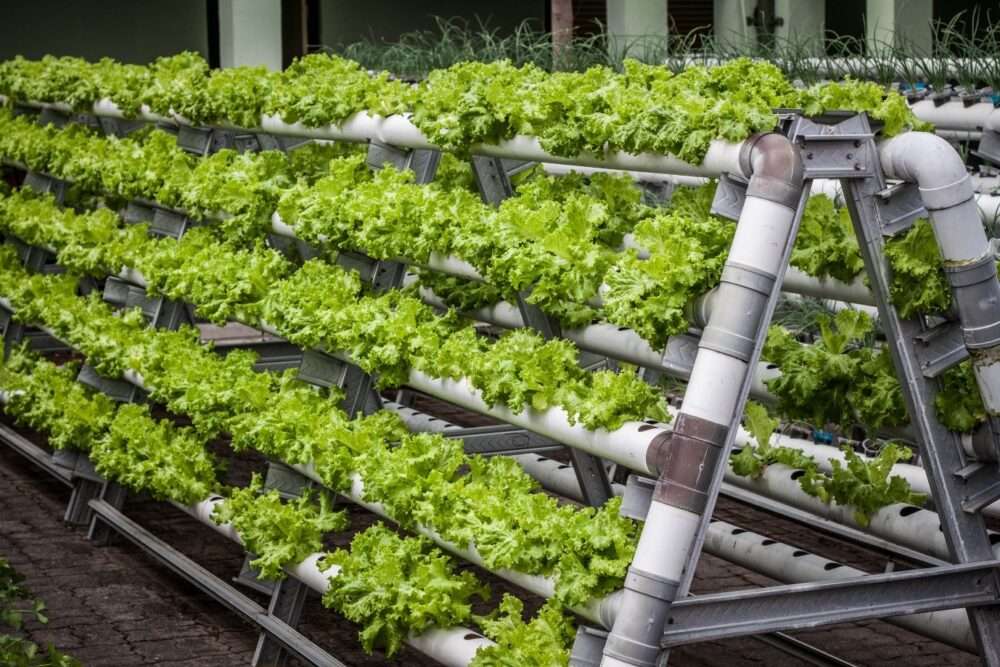 A modern vertical farming setup featuring stacked hydroponic systems with leafy green vegetables growing under LED lights, representing AspaGrow’s sustainable agriculture concept.