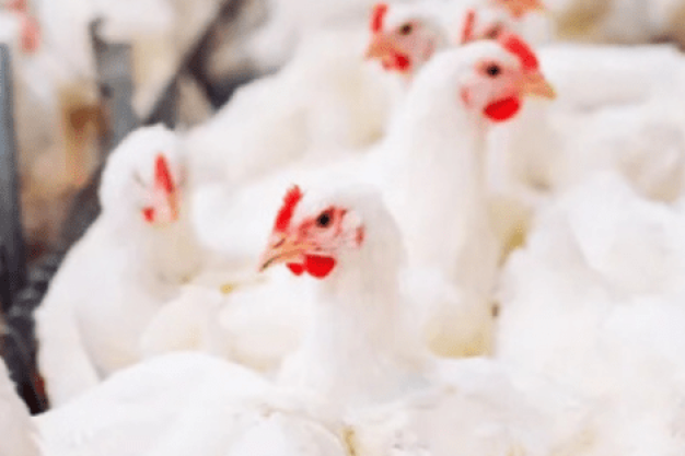Poultry farm with chickens – Income for farmers