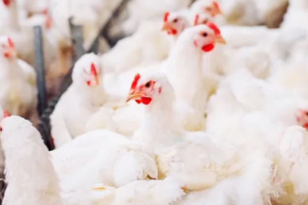 Poultry farm with chickens – Income for farmers