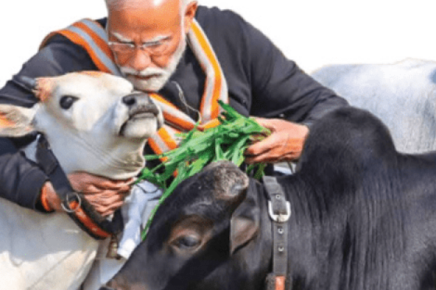 Indian farmer with cattle – Elections and farming policies