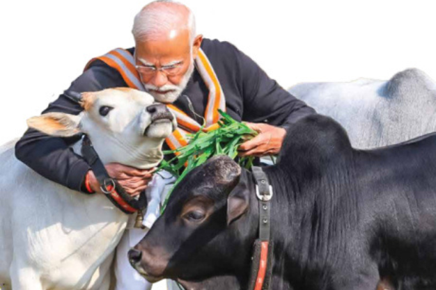 Indian farmer with cattle – Elections and farming policies