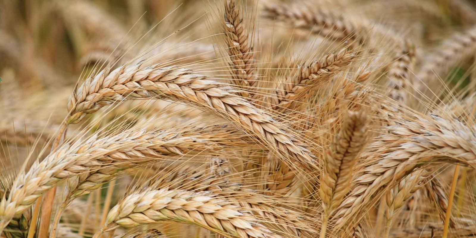 Golden wheat field ready for harvest – AspaGrow
