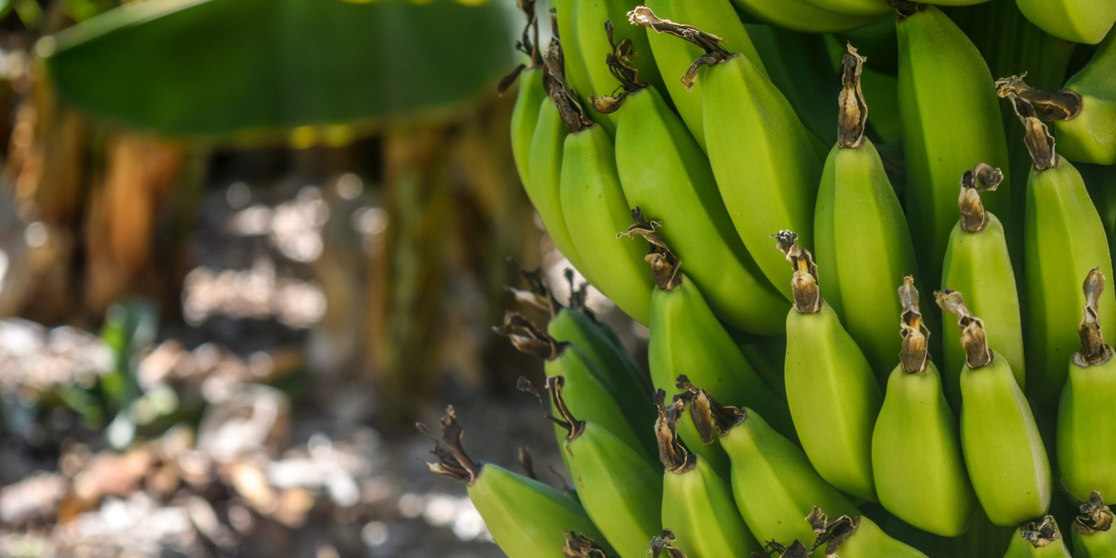 Bunch of green bananas on a tree – AspaGrow
