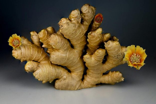 Farmer holding soil for ginger planting in backyard
