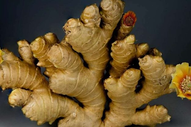 Farmer holding soil for ginger planting in backyard