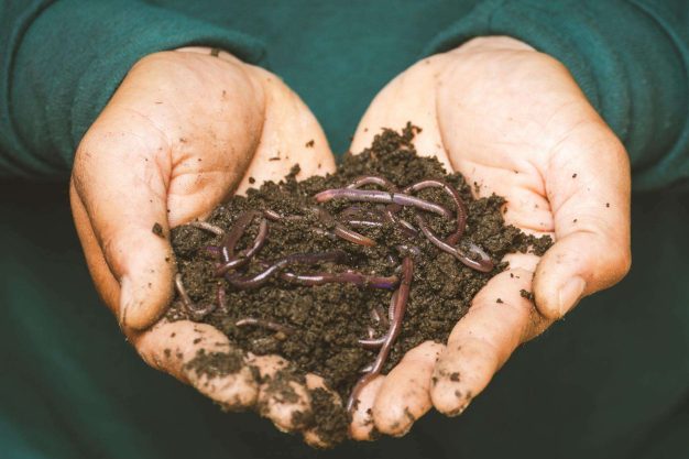 Fertilization Techniques for Banana Farming earthworms on a persons hand