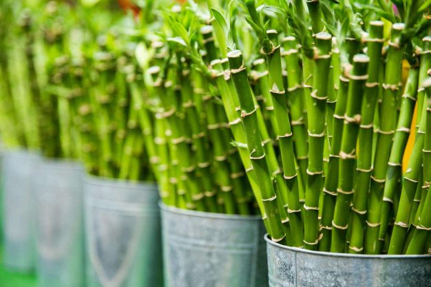 Bamboo farming cultivation – Profitable for farmers