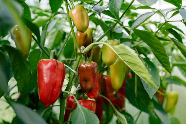 Fresh red and green peppers growing in backyard garden