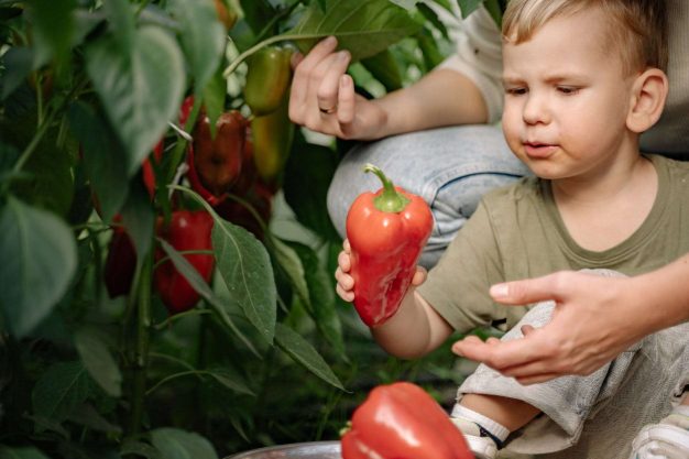 Child holding fresh vegetable from backyard crop planting