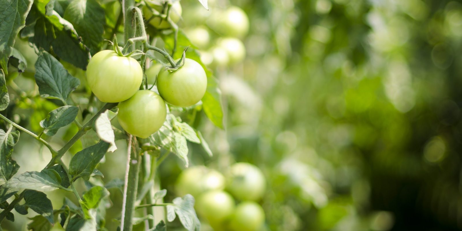 Tomato crop growing on plants – Organic agriculture