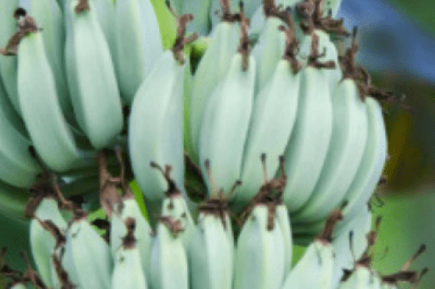 Blue Banana – A Rare Tropical Delight Blue banana tropical fruit variety on plant