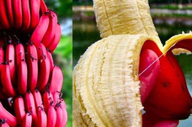 Red Banana – Exotic and Nutritious Banana Variety Red banana bunch – rare banana variety