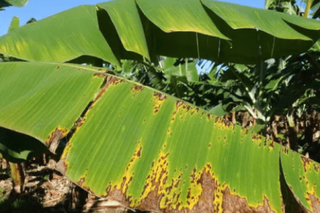 Banana Diseases – Identification and Solutions Banana leaf showing disease symptoms in crop field